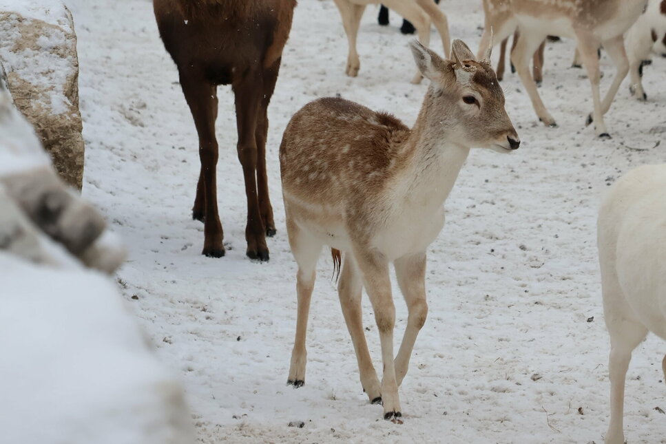 Aurach Wildlife Park in Winter - Deer