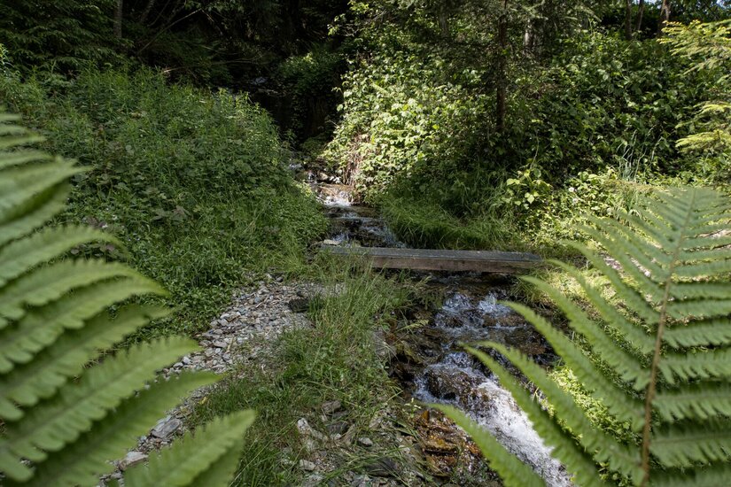 Bachlauf am Bauberg Walk Ein kleiner Bachlauf im Wald mit einem Holzsteg, umrahmt von Farnen und grünem Gebüsch.