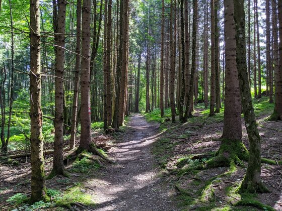 Waldweg am Sonnberg Schmaler Waldweg führt durch einen dichten Nadelwald mit hohen Baumstämmen.