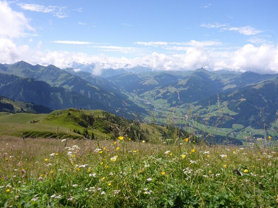Blick vom Stuckkogel Blick von einer Almwiese mit gelben und weißen Blumen auf ein bewaldetes Gebirgstal unter blauem Himmel.