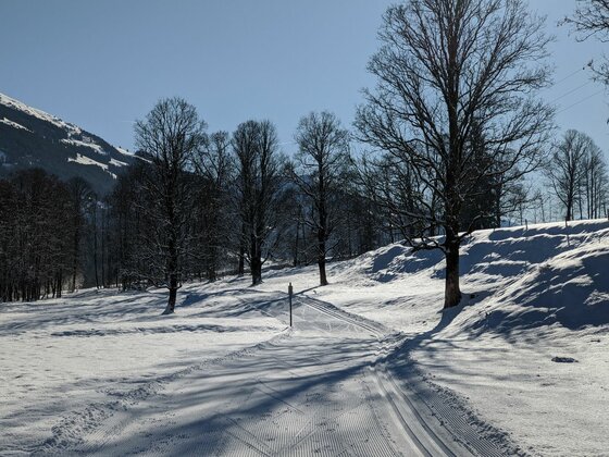 Stadtloipe Kitzbühel-Aurach-Jochberg Präparierte Langlaufloipe im Schnee zwischen laublosen Bäumen unter blauem Himmel.