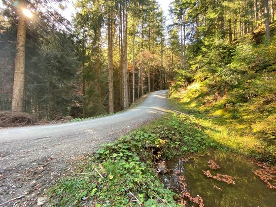 Ein geschotterter Forstweg führt durch einen dichten Nadelwald mit Sonnenlichteinfall.