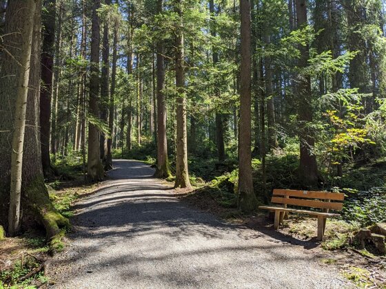 Waldweg der Lebenbergrunde Ein breiter Schotterweg führt durch einen dichten Nadelwald, am Rand steht eine Holzbank.