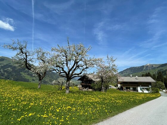 Frühlingslandschaft bei der Kelchalm Blühende Obstbäume auf einer gelben Löwenzahnwiese vor zwei Holzhäusern und Bergen.