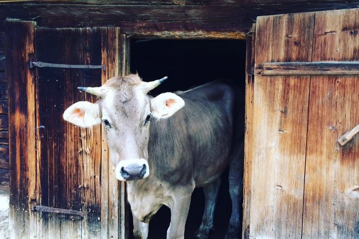 Kuh auf einer Alm