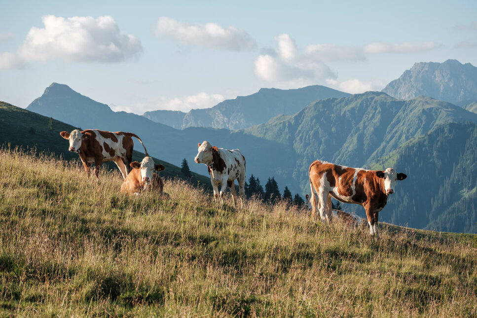 Cows grazing on an alpine meadow