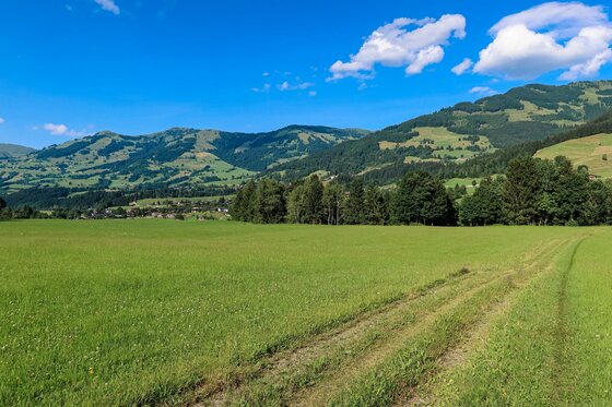 Auberg Trail im Tal Grüne Wiese mit Fahrspur im Vordergrund und bewaldeten Bergen unter blauem Himmel im Hintergrund.