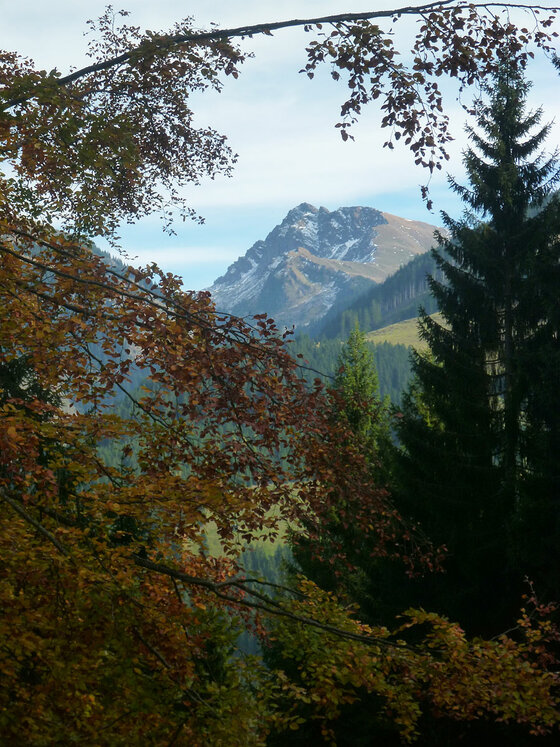 Blick auf den Berggipfel Blick durch herbstliche Blätter und Nadelbäume auf einen felsigen Berggipfel unter blauem Himmel.