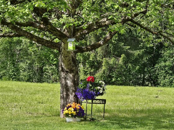Frühling 3 Ein großer Baum steht auf einer Wiese, daneben sind Blumen in bunten Töpfen angeordnet. Oben am Baum hängt ein kleiner Kasten.