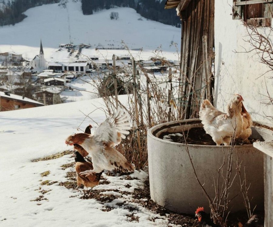 Organic farm with chicken