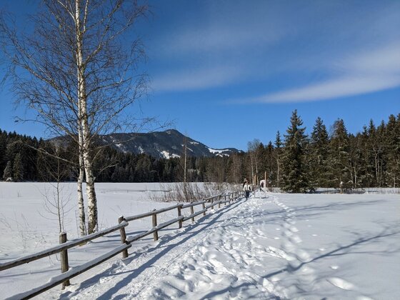 Winterwanderweg im Bichlach Verschneiter Wanderweg mit Holzzaun, Birken und Nadelwald vor einem Berg unter blauem Himmel.