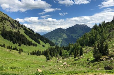 Grünes Alpental mit Nadelbäumen, Wiesen und Blick auf bewaldete Berggipfel unter blauem Wolkenhimmel.