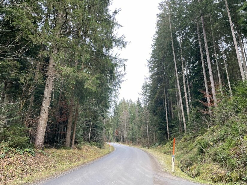 Waldstraße der Kitzbüheler Runde Asphaltierte Straße führt durch einen dichten Nadelwald.