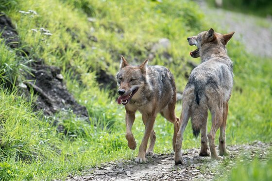 Wölfe im Wildpark Ferleiten Zwei Wölfe auf einem Schotterweg vor einem grünen Grashang.
