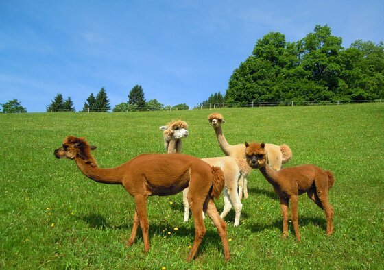 Alpaka Sommer Eine Gruppe von Alpakas steht auf einer grünen Wiese. Im Hintergrund sind Bäume und ein blauer Himmel zu sehen.