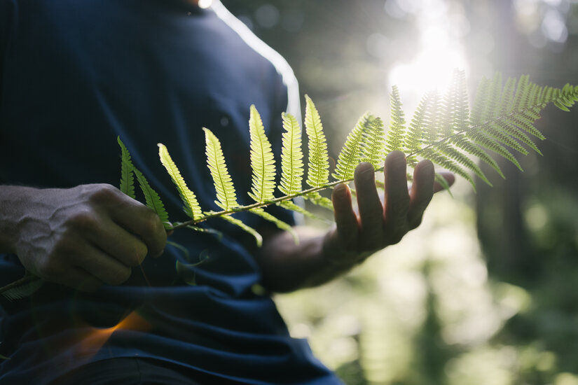 Close-up of a leaf in someone’s hands