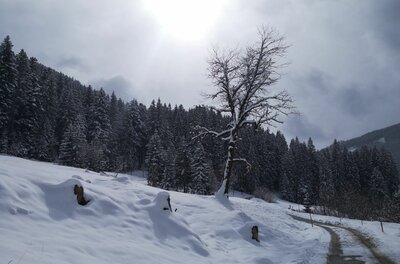 Verschneiter Hang mit einem kahlen Baum neben einem Forstweg vor einem Nadelwald unter bewölktem Himmel.