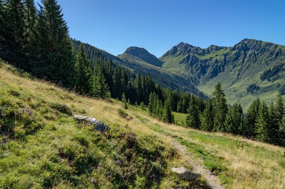 Ein schmaler Wanderpfad führt über einen grasbewachsenen Hang mit Nadelbäumen vor einem Bergmassiv unter blauem Himmel.