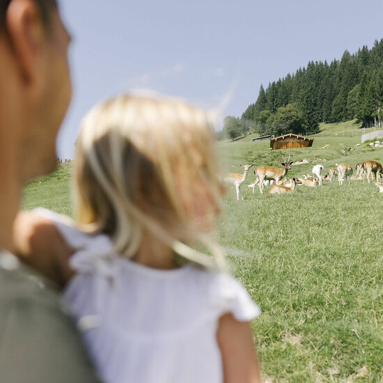 Familie beim Wandern im Wildpark Aurach in Aurach. Familie wandert am Hahnenkamm in Kitzbühel mit Kühen im Hintergrund
