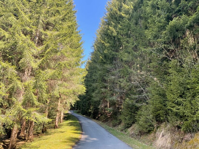Waldweg der Rettenberg Runde Asphaltierter Weg führt durch einen dichten Nadelwald unter blauem Himmel.