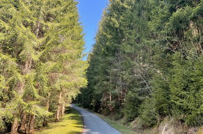 Asphaltierter Weg führt durch einen dichten Nadelwald unter blauem Himmel.