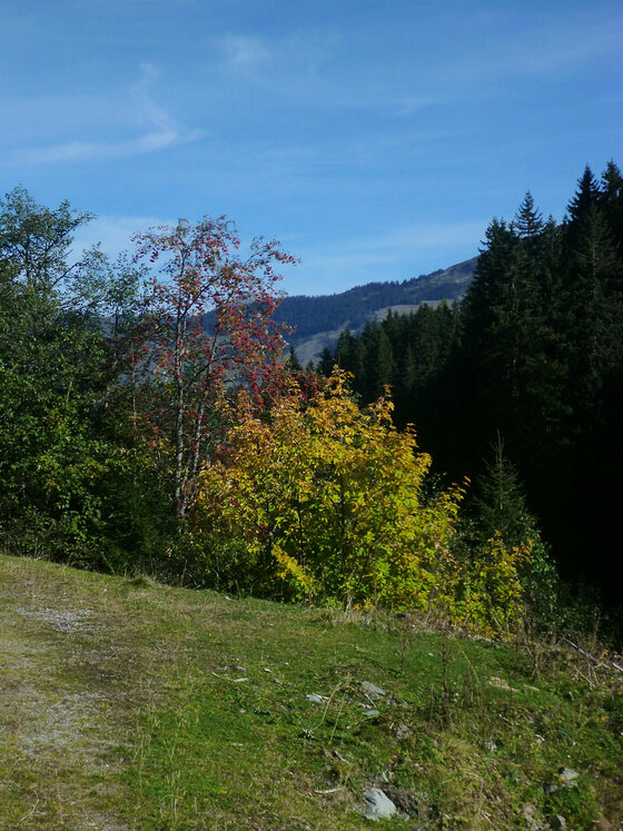 Herbstlandschaft bei der Trattenbachalm Blick auf herbstlich gefärbte Laubbäume und Nadelwald vor einer Bergkulisse unter blauem Himmel.