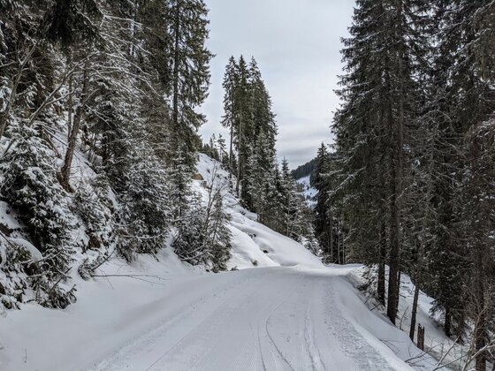 Winterlicher Weg zur Trattenbachalm Verschneiter Forstweg führt durch einen dichten Nadelwald bei bewölktem Himmel.