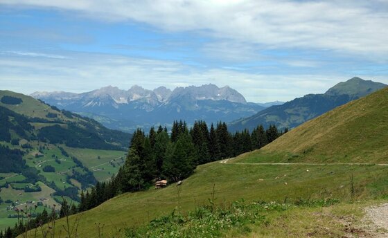 Alpenpanorama bei Jochberg Ost Blick über grüne Almwiesen auf eine bewaldete Bergflanke und ein entferntes Felsmassiv unter bewölktem Himmel.