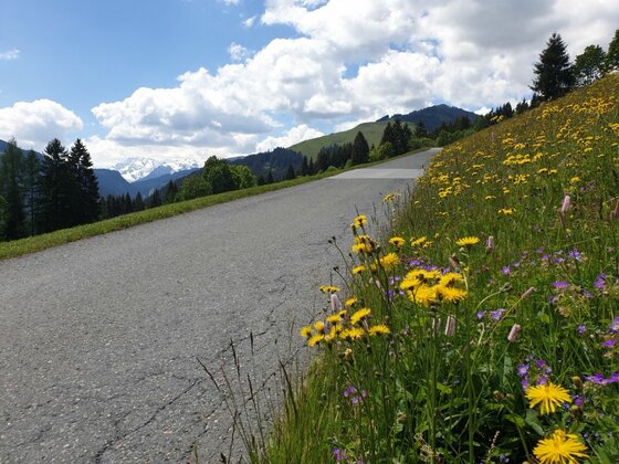 Weg am Wagstätt-Schering-Jagawurz Asphaltierter Bergweg mit gelben Blumen am Rand und Blick auf bewaldete Berge unter bewölktem Himmel.