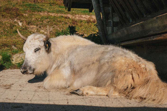 Animal on the floor