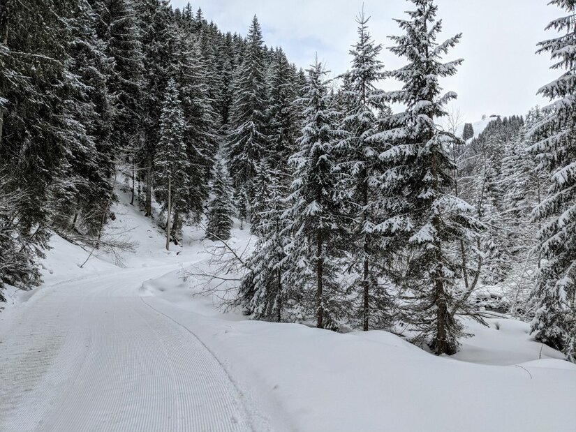 Winterlicher Forstweg zur Trattenbachalm Verschneiter Forstweg führt durch einen dichten Nadelwald in den Bergen.