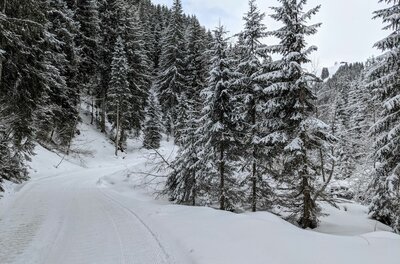 Verschneiter Forstweg führt durch einen dichten Nadelwald in den Bergen.