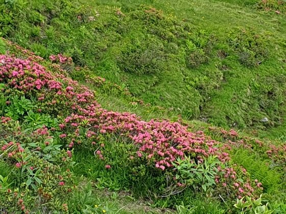 Rosa blühende Almrauschsträucher auf einer grünen Bergwiese.