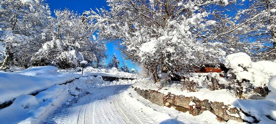 Auffahrt Villa Alpenblick Verschneite Auffahrt mit Reifenspuren zwischen schneebedeckten Bäumen vor blauem Himmel.