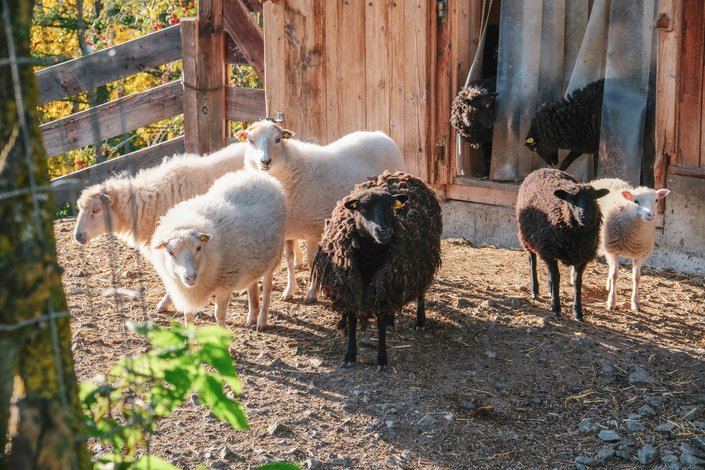 Sheep