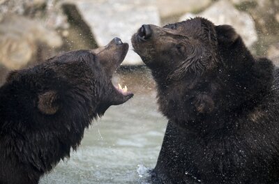 Braunbären im Wildpark Ferleiten Zwei Braunbären im Wasser, einer mit geöffnetem Maul.