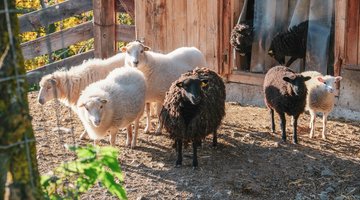 Sheep