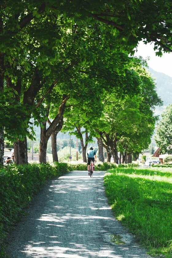 Ein Radfahrer fährt auf einem geschotterten Weg unter einer Allee aus grünen Laubbäumen.