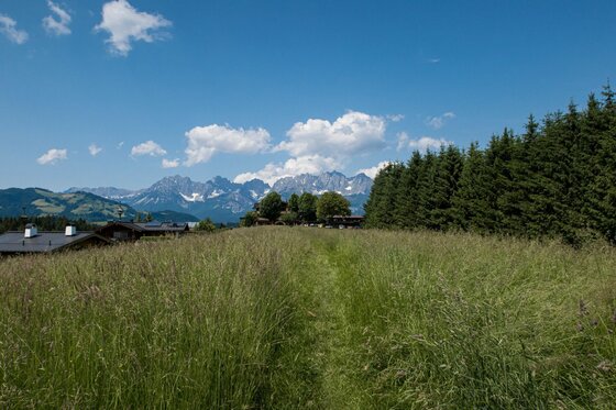 Blick auf den Wilden Kaiser Wiese mit hohem Gras vor einem Waldrand und schneebedeckten Berggipfeln unter blauem Himmel.