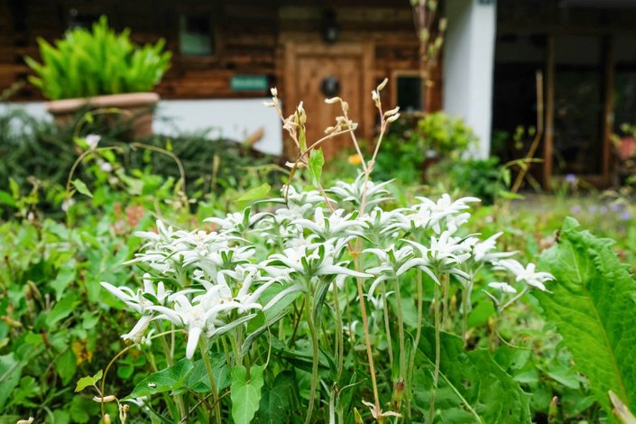 Alpenblumen 