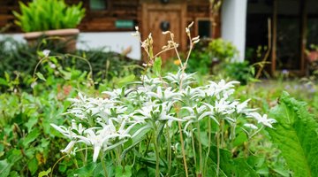 Alpenblumen 