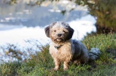 Hund am Schnauzen Stüberl Kleiner, langhaariger Hund sitzt auf einer grünen Wiese vor einem unscharfen Hintergrund.