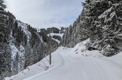 Rodelbahn Trattenbachalm Präparierte Rodelbahn im verschneiten Nadelwald mit Blick auf bewaldete Berghänge.