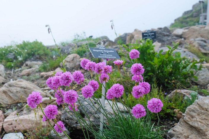 Alpenblume 
