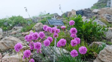 Alpenblume 