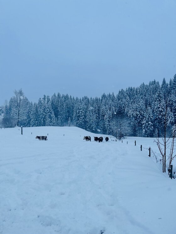 Eine verschneite Landschaft mit Bäumen im Hintergrund. Einige Tiere sind in der Ferne zu sehen.