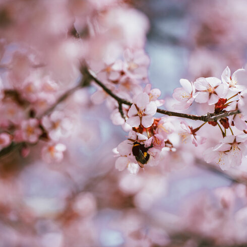 Cherry blossoms bloom in Kitzbühel in the spring