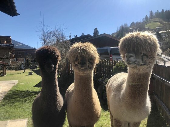 Alpakas am MyApart Jochberg Drei Alpakas in verschiedenen Brauntönen stehen nebeneinander auf einer Wiese vor einem Holzhaus.