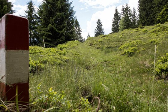 Wanderweg am Bauberg Rot-weiß markierter Pfosten an einem grasbewachsenen Wanderweg im Wald.