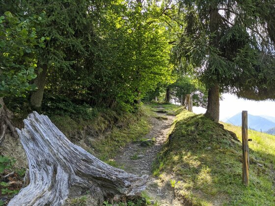Wanderweg am Alten Sonnbergweg Schmaler Wanderweg führt durch einen Waldhang vorbei an einem Baumstumpf und Nadelbäumen.